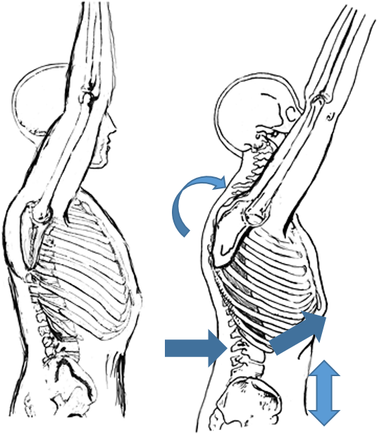 What does your rib cage have to do with functional exercise and car ...